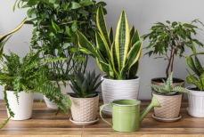 Больше никаких бед и тревог — эти комнатные растения очищают энергетику и притягивают удачу