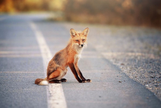 Казахстанцам рассказали, что делать, если на дорогу вышел дикий зверь