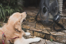 Опасное заблуждение может привести к гибели животного в жару