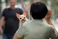 Владельцам домашних животных в Казахстане сообщили хорошую новость