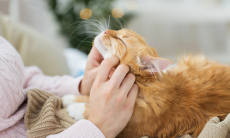 Как правильно гладить кошку — ученые выяснили, что многие делают это неправильно