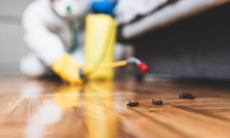 Как защитить квартиру от тараканов, даже если у соседей их полно