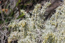 Зачем держать пучки полыни в подвале — помогут решить насущную проблему