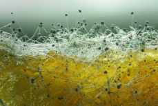 Продукты с плесенью — можно ли их есть, если её убрать 