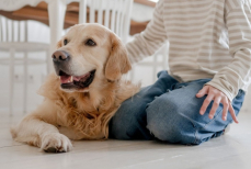 Что категорически нельзя делать при расстройстве желудка у питомца
