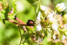 Эти насекомые — ваши лучшие друзья в огороде и саду. Их нельзя истреблять