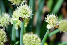 Лук не пойдет в стрелку и даст огромные сладкие луковицы — что нужно сделать