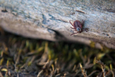Можно ли прививаться от клеща в конце мая и июне
