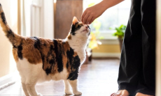 Ученые выяснили, почему кошки обнюхивают незнакомцев