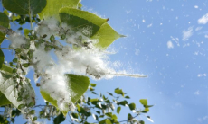 Невидимая угроза — как тополиный пух вредит авто