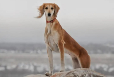 Кому принадлежит «Казахский тазы» — суд поставил точку в споре о национальной породе