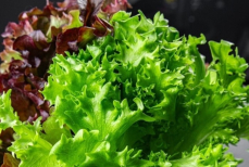 Какую зелень нужно есть каждый день. Она снижает риск болезней