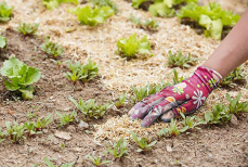 Этот отход — настоящее «садовое золото». Улучшает состояние почвы и защищает растения