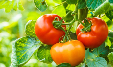 Как помидоры влияют на сердце — названы пять целебных свойств этого овоща