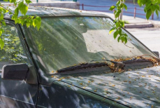 Смола от тополя вредит автомобилю — три способа быстро убрать