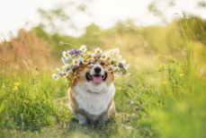 Ветеринар назвал три лучших способа продлить жизнь вашей собаки