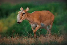 В магазинах Казахстана появится мясо сайгаков