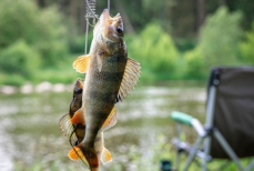 Секреты успешной рыбалки в жару. Как выбрать лучшее место, время и прикорм