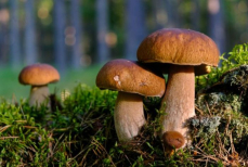 Этот простой продукт назвали эликсиром молодости. Он доступен каждому