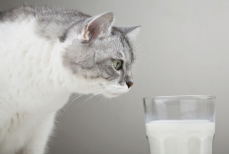 Почему кошкам нельзя давать молоко