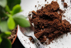 Удобрение или яд? Действительно ли кофейную гущу можно использовать в саду