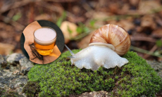 Слизни и улитки исчезнут — садоводов призвали оставить в саду один напиток