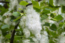 Врач развеяла главный миф о тополином пухе