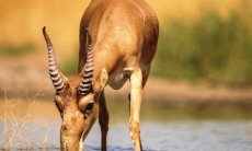 Минэкологии объяснило, зачем Казахстан передаёт сайгаков Китаю