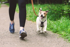 На какие симптомы нужно обращать внимание у питомцев летом