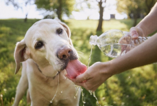 Эксперты назвали четыре признака теплового удара у собак