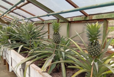 Школьники из ВКО выращивают экзотические фрукты на занятиях