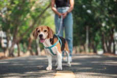 «Правило семи секунд» показывает, безопасно ли гулять с собакой в жару