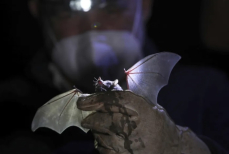 Как начался COVID-19 — ВОЗ раскрыла окончательную версию событий