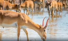Колбасу из сайгака начали готовить в Казахстане 