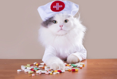 Удивительный эффект — как кошки влияют на организм человека