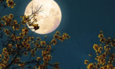 Лунный календарь дел на июль — хорошие и неудачные дни для решения задач