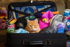 Залез в сумку — врач рассказал, каких паразитов можно привезти из отпуска