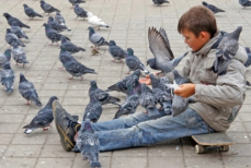 Кормить птиц стало рискованно — новые штрафы в Казахстане