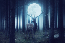 Три знака зодиака, которых могут обвести вокруг пальца во время Оленьей луны