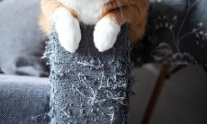 Как уберечь диван от кошачьих когтей — практичные советы