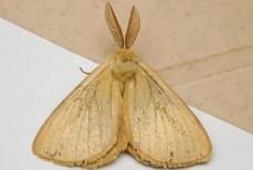 Это растение спасет от моли одежду и еду — насекомые его не переносят