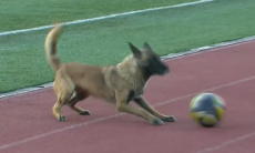 Собака выбежала на поле и показала клубам КПЛ, как играть в футбол. Видео