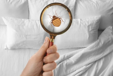 Как избавиться от вредителей без специальных служб