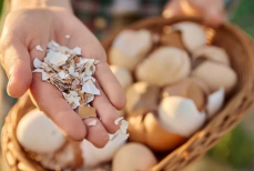 Бесплатное эффективное удобрение. Урожай растет как на дрожжах