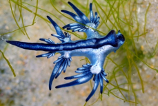 Туристов предупредили о появлении ядовитого океанического слизня у берегов популярного курорта