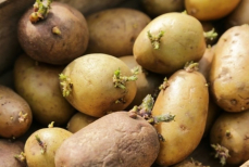 Картошка не прорастет, если оставить ее рядом с этим фруктом