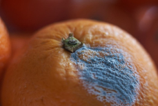 Можно ли есть фрукты, если срезать с них плесень