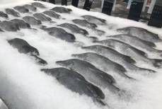 Что будет, если заморозить рыбу повторно