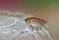 Не травка, а «конец света» для тараканов. Один листик — орава сбежит даже от соседей