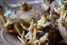 Можно ли есть проросшую картошку. Чем это опасно — и как сохранить овощ свежим дольше